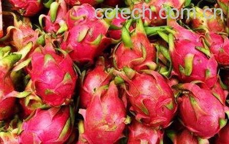 火轮果的营养价值与功效-0