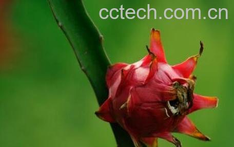 火轮果的营养价值与功效-1