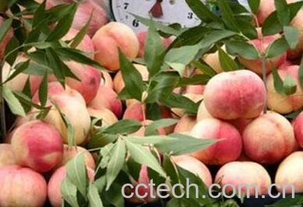 口腔溃疡吃什么水果-0