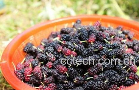 桑树果的营养价值与功效-0