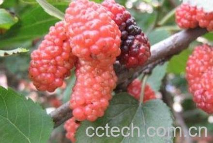 桑树果的营养价值与功效-1