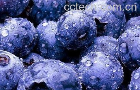 蓝莓果的营养价值与功效-1