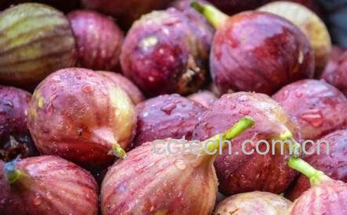 植物果的功效与作用-0