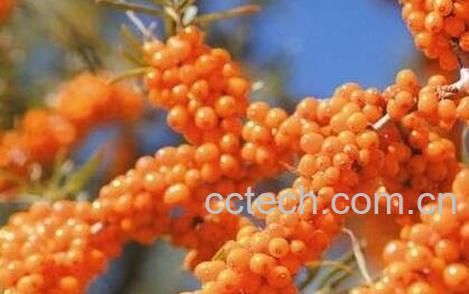 植物果的功效与作用-1