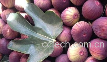 糖尿病能吃什么水果 糖尿病能吃水果吗-0