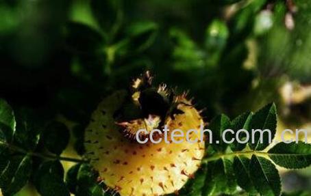 刺梨果的功效与作用-0