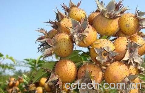 刺梨果的功效与作用-1