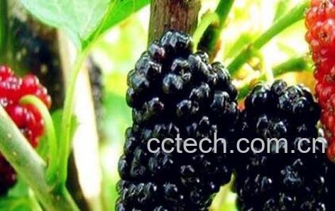 桑树果的作用与功效-0