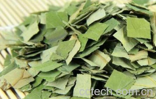 荷叶茶的功效与作用及禁忌-1