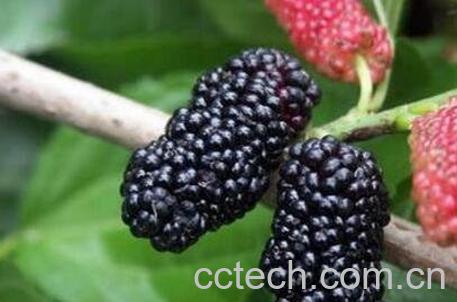 桑树果的作用与功效-1