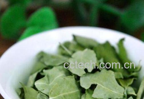 辣木叶茶的功效与作用 辣木叶茶的副作用-0