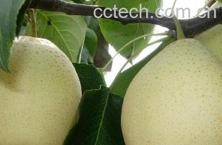 发烧吃什么水果-0