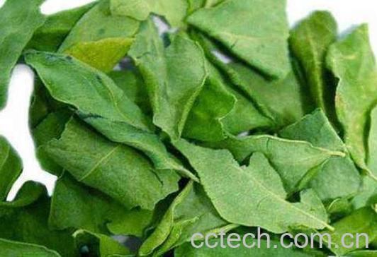 辣木叶茶的功效与作用 辣木叶茶的副作用-1