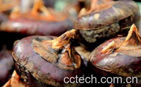 马蹄果的功效与作用-0