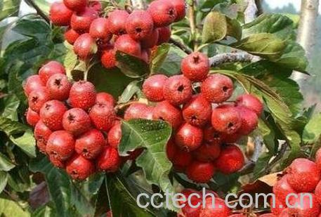 山楂果的作用与功效-1