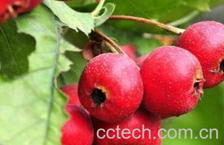 山楂果的作用与功效-0