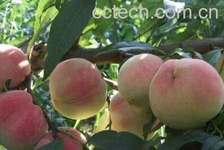 桃果的营养价值-1