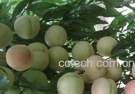 桃果的营养价值-0