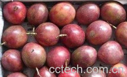 巴西果的营养价值-0