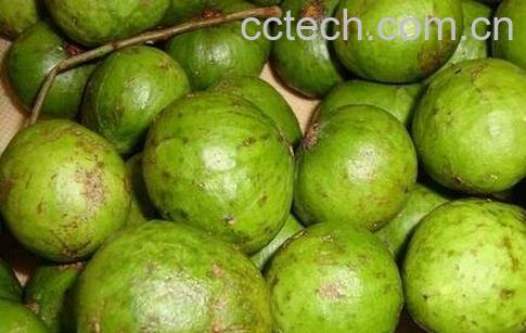 仁面果的功效与作用-0