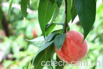 吃桃子的好处与作用-1