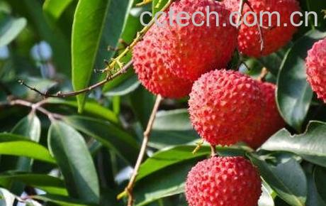 吃荔枝的好处与功效作用-0