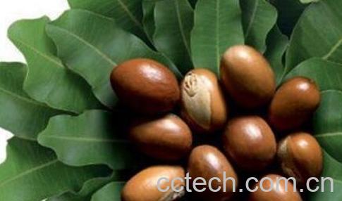 乳木果的功效与作用-0