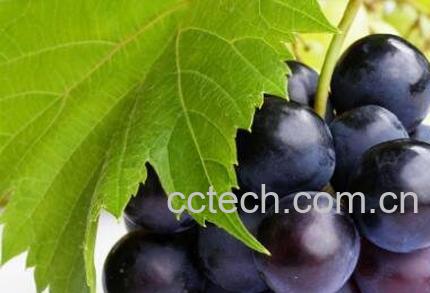常吃葡萄的好处和坏处-1