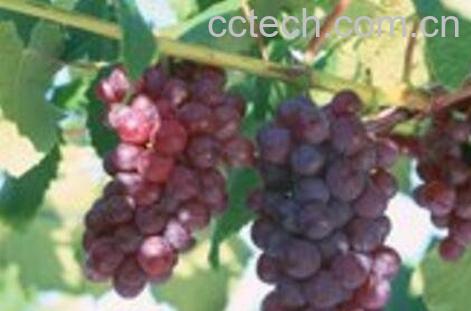 常吃葡萄的好处和坏处-0