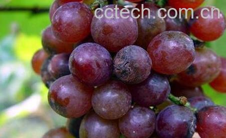 葡萄炭疽病的症状及防治方法-0