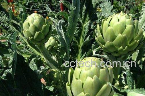 朝鲜蓟茶如何做 朝鲜蓟茶的制作方法-1