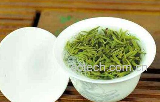 雀舌茶的功效与作用 雀舌茶的泡法-1