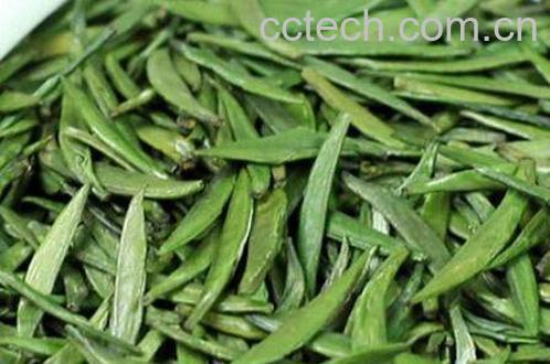 雀舌茶的功效与作用 雀舌茶的泡法-0