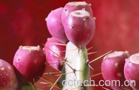 仙人掌果的作用与功效-1