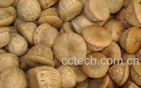 风流果的功效与作用-1