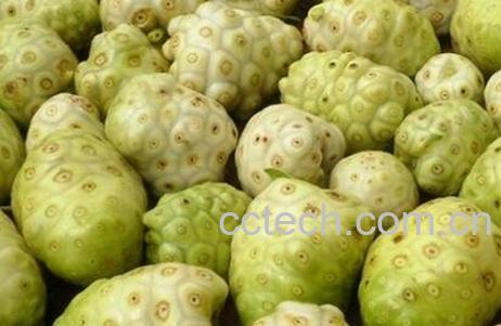 诺丽果的功效与作用-1