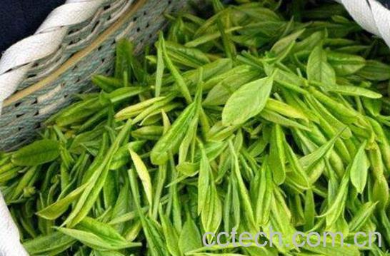 敬亭绿雪茶的功效与作用-0