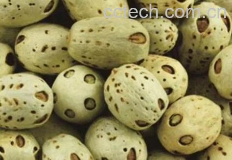 五眼果的功效与作用-0