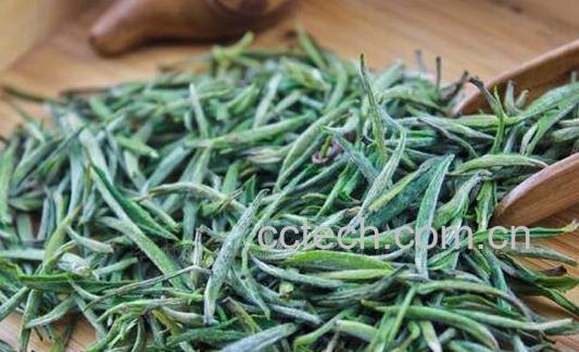 雀舌属于什么茶 喝雀舌的好处-0