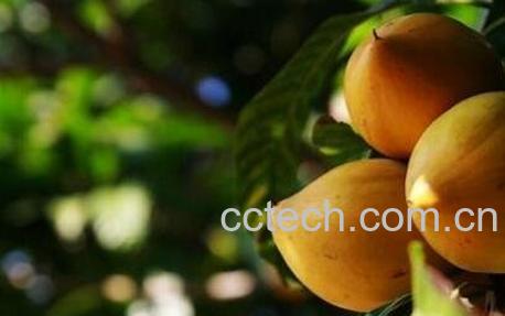 蛋黄果的功效与作用-0