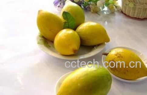 蛋黄果的功效与作用-1