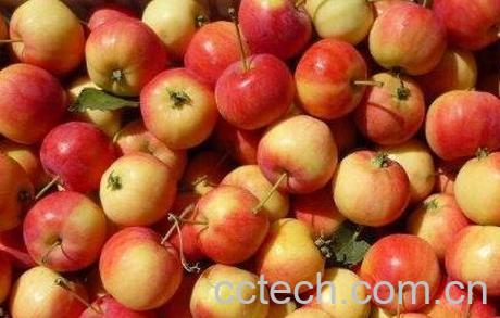 沙果的营养价值与功效作用-0