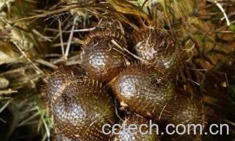 蛇皮果的营养价值-1