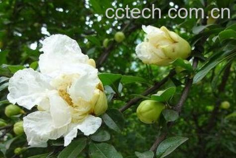 白花石榴的功效与作用 白花石榴的药用价值-0