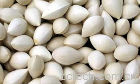 老树银杏果的功效-1