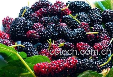  桑葚果的功效与作用-0