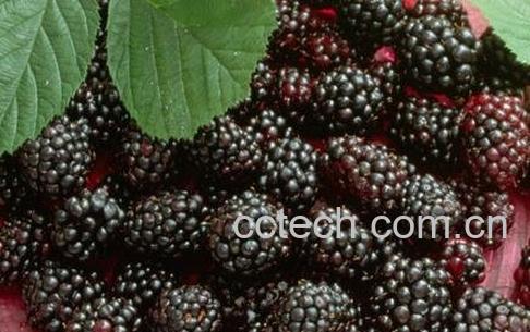  桑葚果的功效与作用-1