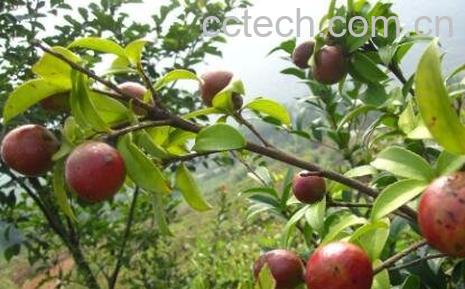 油茶果的功效与作用-0