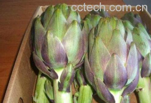 朝鲜蓟茶的功效与作用 -1