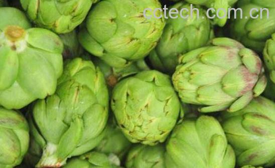 朝鲜蓟茶的功效与作用 -0